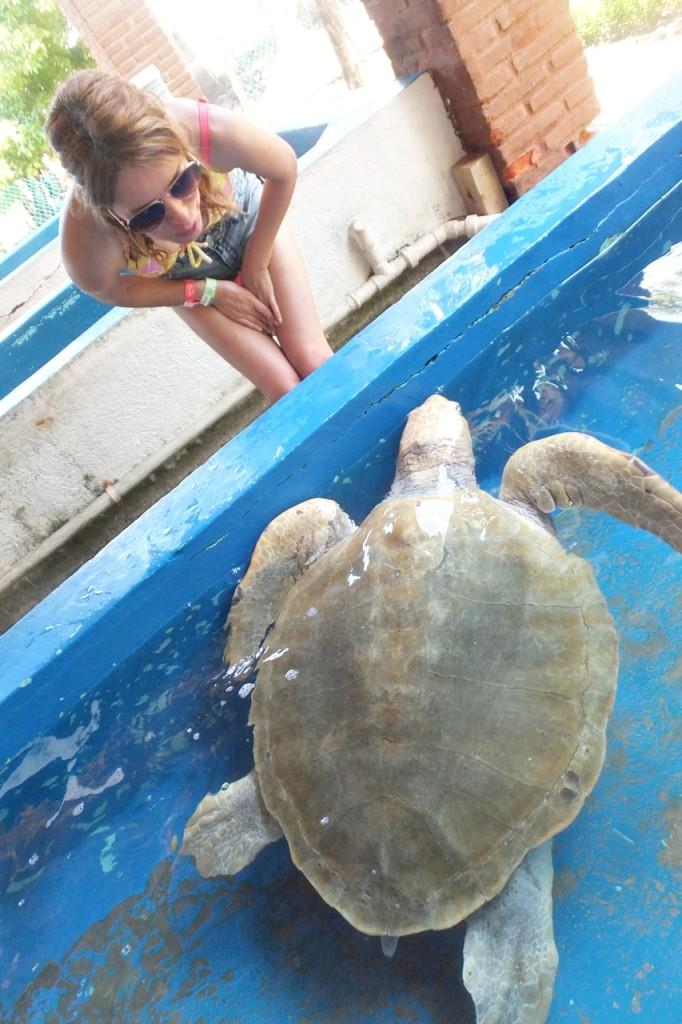 museo tortuga