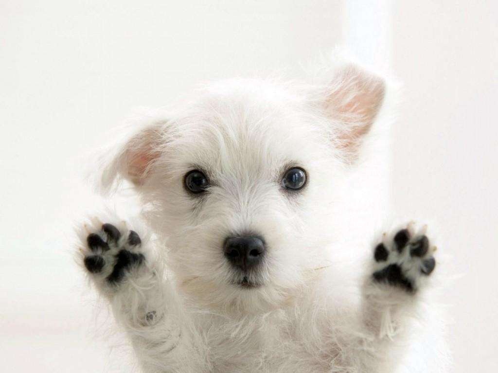wallpaper cachorros
