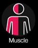 muscle