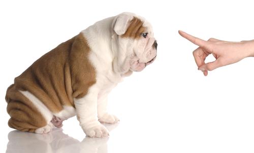 blog mascotas flordselva