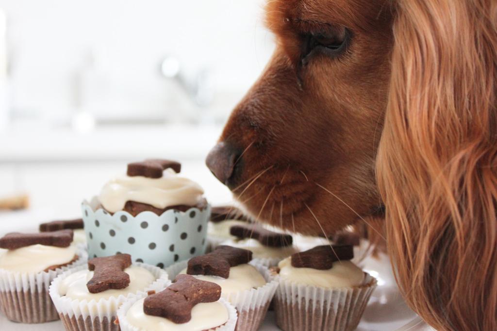 comida perros blog mascotas
