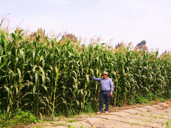 Cultivo maíz (Cortesía: elgriton.com.mx)