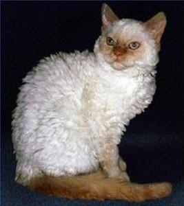 gato rex