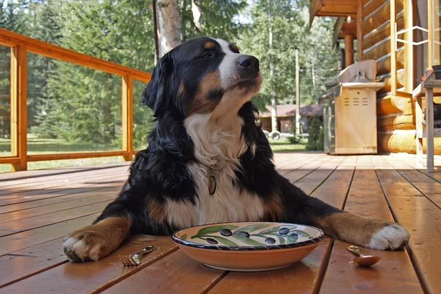 bernese-mountain-dog-208092_640