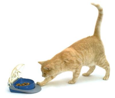 evitar sobre peso en gatos