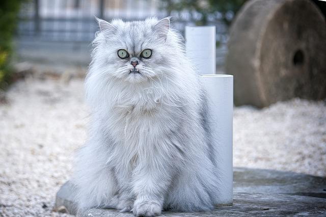 cat-301458_640