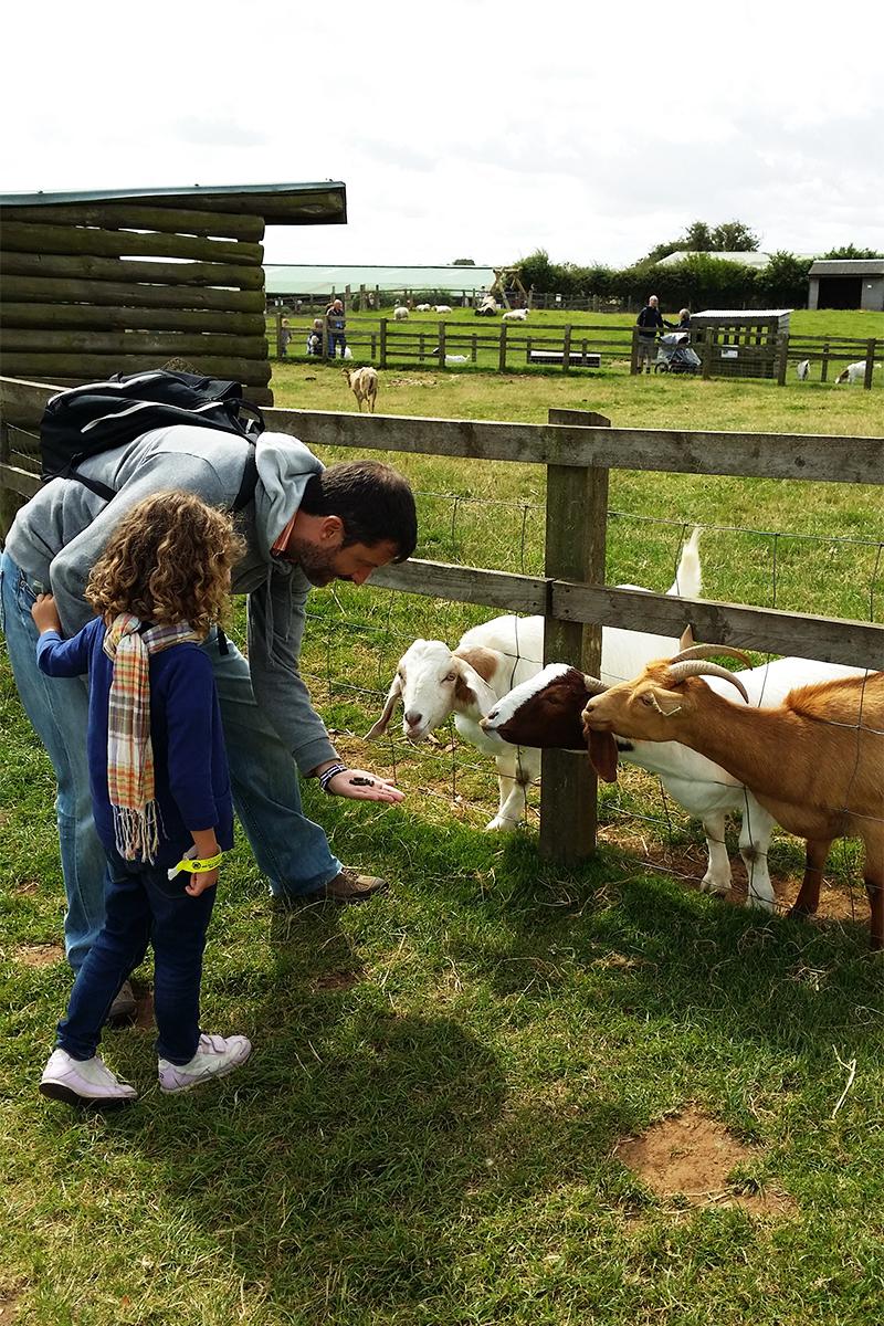 Cotswolds_15_cotswoldsfarmpark