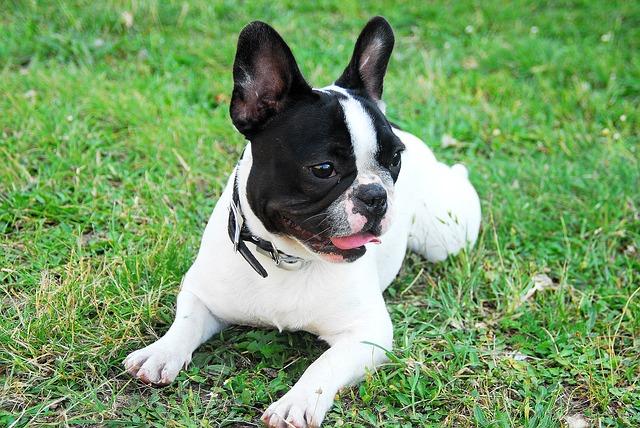 puppy-279081_640