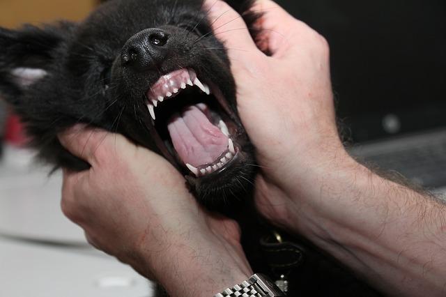 the-teeth-of-the-435945_640