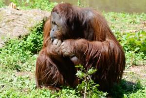 Borneo, Orangután en un parque nacional, Indonesia