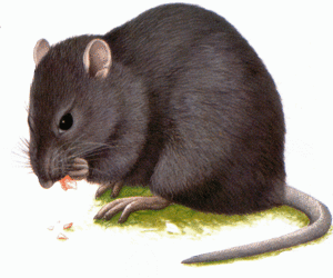 ratas