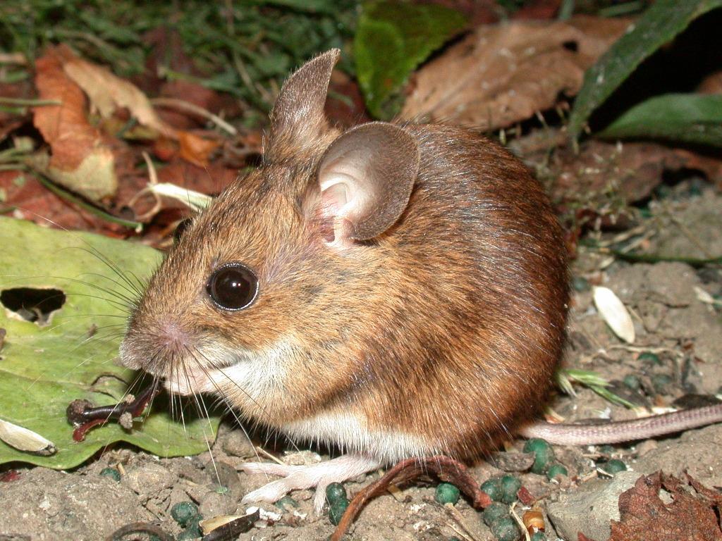 ratones
