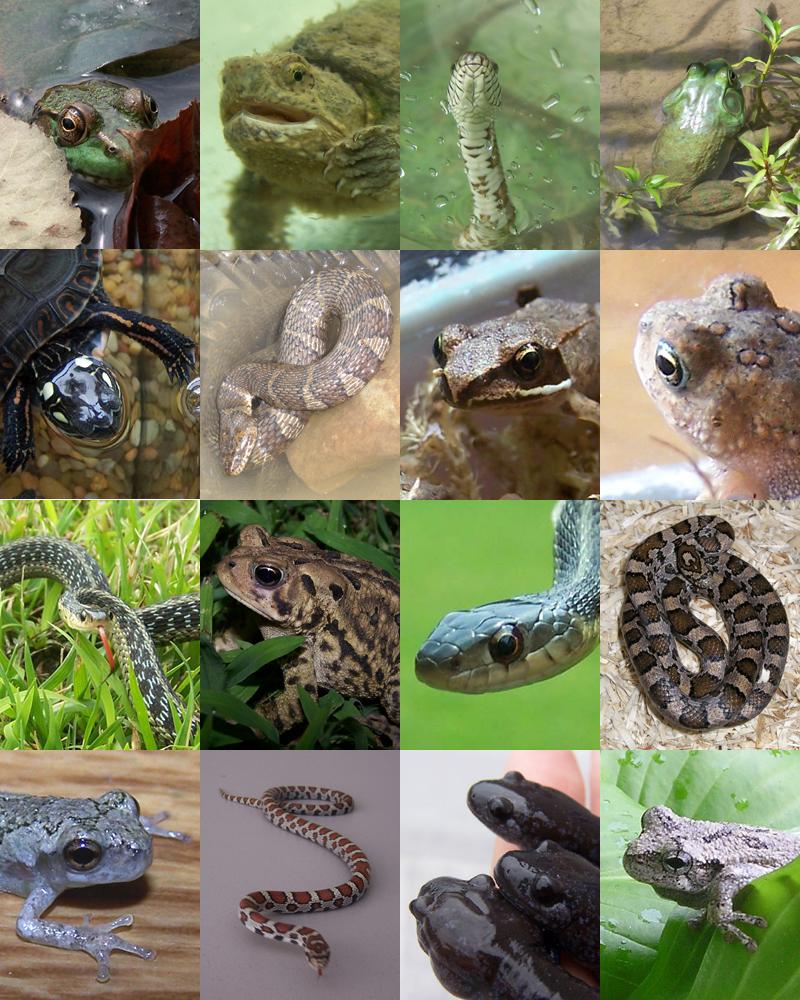 reptiles y anfibios