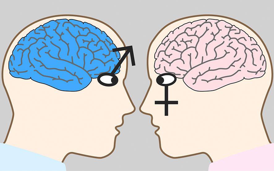 cerebro femenino y cerebro masculino