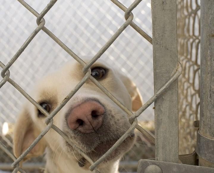 1261px-Dog_in_animal_shelter_in_Washington,_Iowa