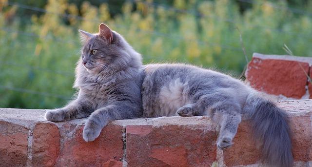 cat-367040_640