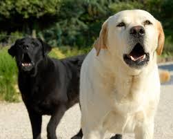 Ladridos de perros (3)