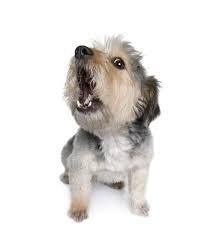 Ladridos de perros (1)