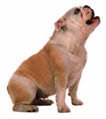 Ladridos de perros (2)
