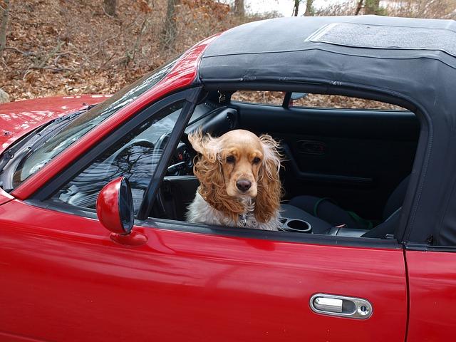 cocker-spaniel-89247_640