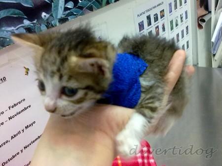 Gatito veterinario