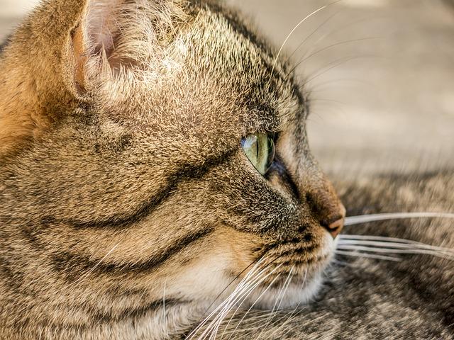 cat-181608_640