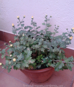 crisantemos
