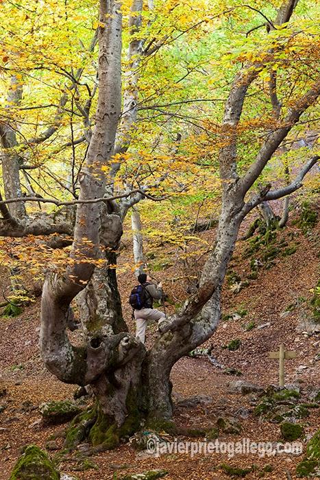 Haya conocida como Fagus en el interior del hayedo de Ciñera de Gordón. Se le calcula unos 500 años de edad. Montaña Leonesa. Reserva de la Biosfera declarada por la Unesco en 2005. León. Castilla y León. España © Javier Prieto Gallego