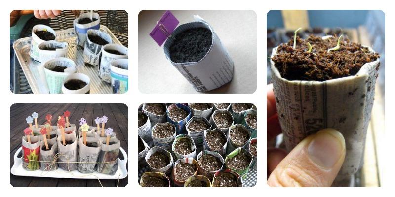 ejemplos de semilleros de periódico