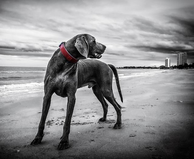 weimaraner-143753_640