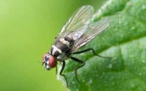 Mata moscas casero con plantas aromáticas