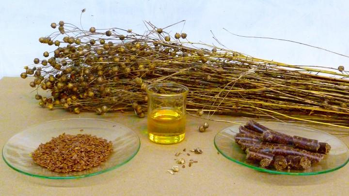 From_flax_to_linseed_oil.