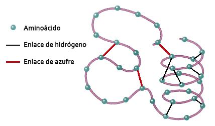 Estructura de la queratina proteina