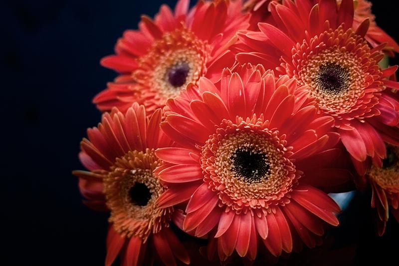 gerberas_ebom_5
