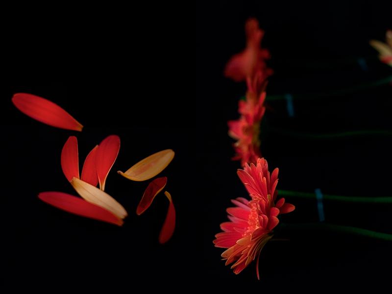 gerberas_ebom_9