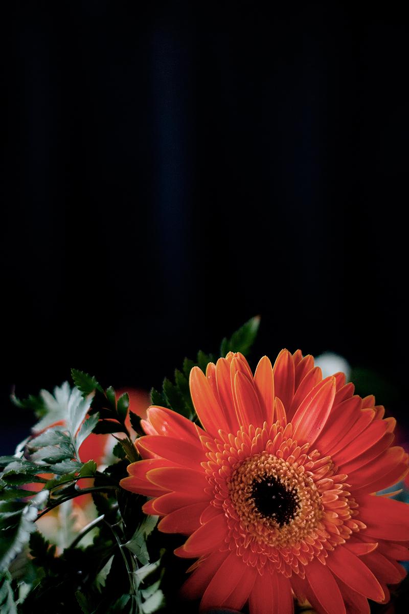 gerberas_ebom_3