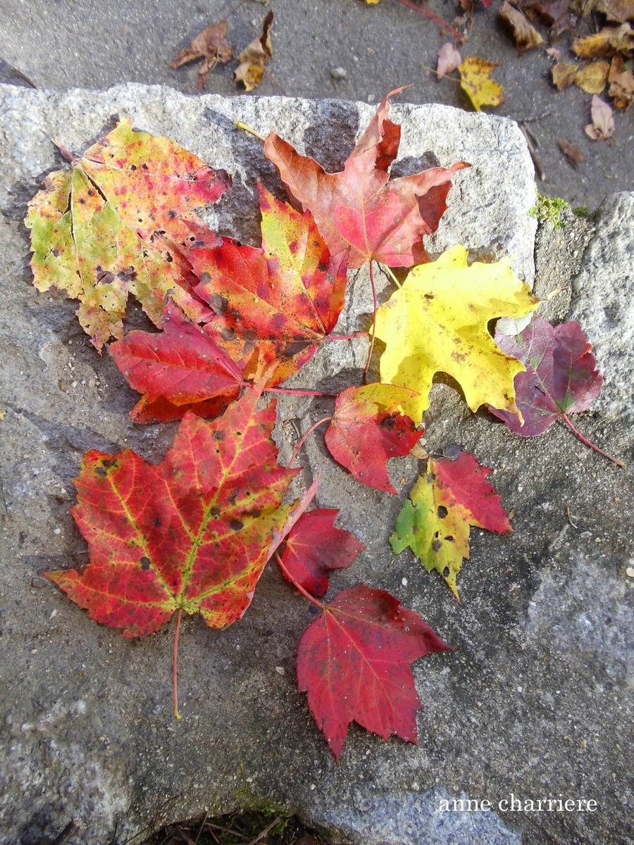 annecharriere.com, cambio de color de las hojas, colores de otoño,