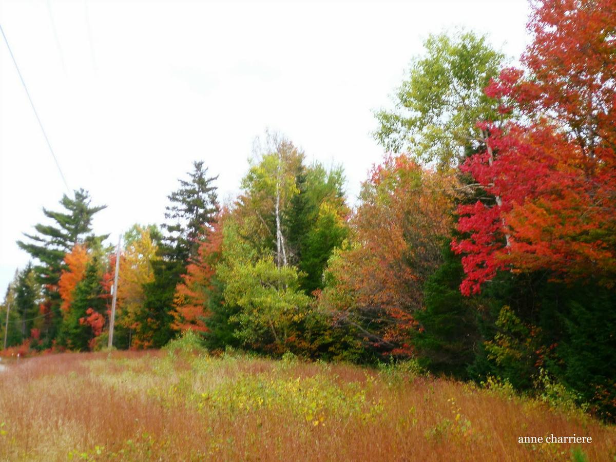 annecharriere.com, cambio de color de las hojas, colores de otoño,