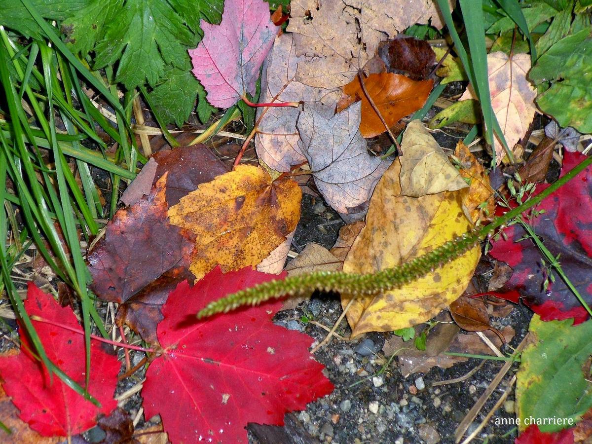annecharriere.com, cambio de color de las hojas, colores de otoño,