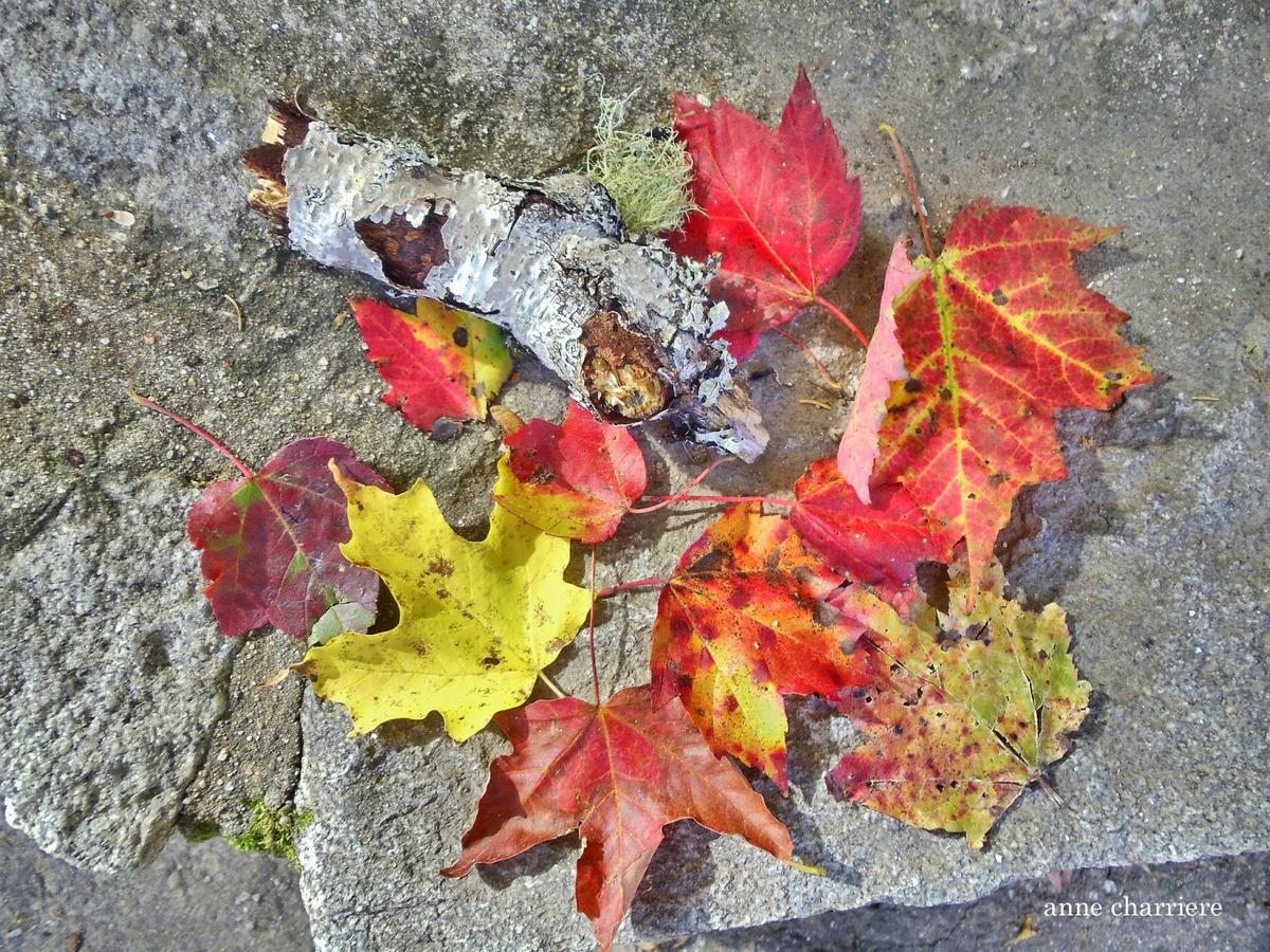 annecharriere.com, cambio de color de las hojas, colores de otoño,