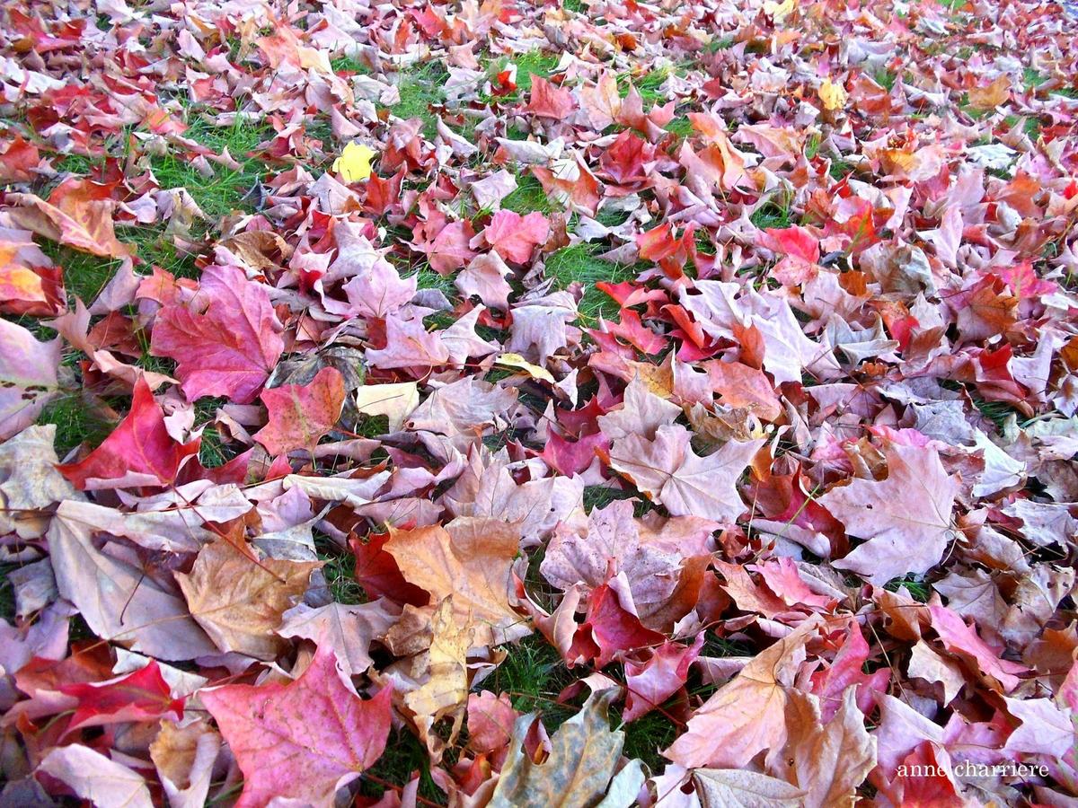 annecharriere.com, cambio de color de las hojas, colores de otoño,