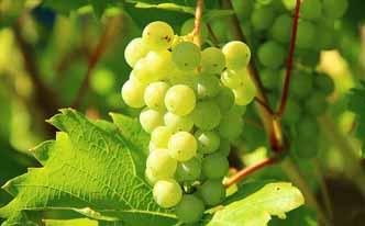 Los beneficios de la uva