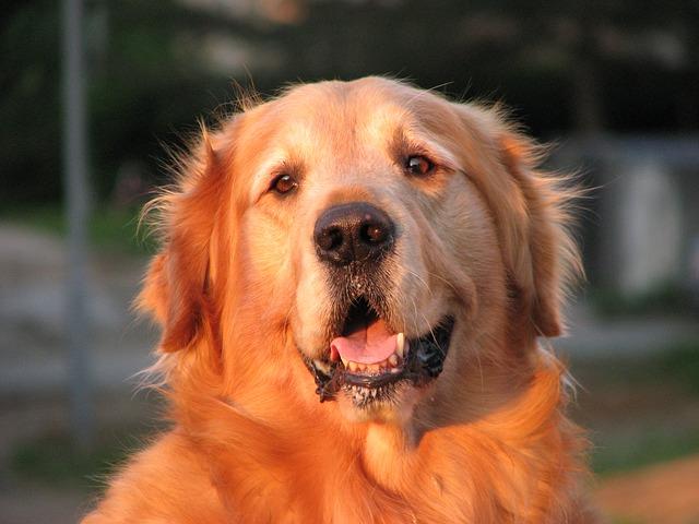 golden-retriever-86030_640
