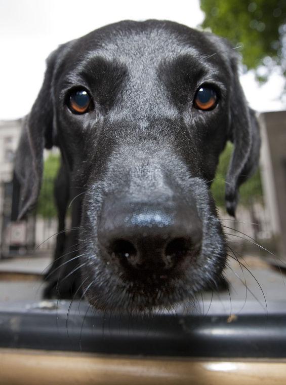 Perro policía
