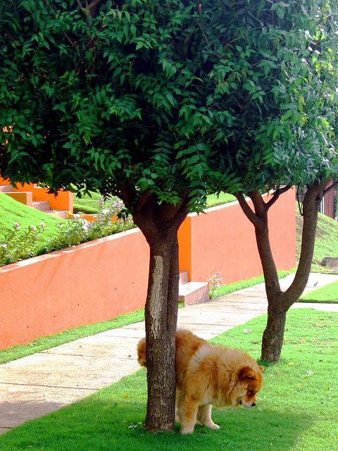 Marcando territorio