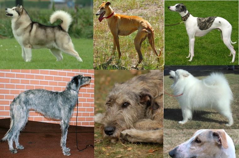 Lebreles y nórdicos