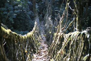 Puentes Vivos de Cherrapunji
