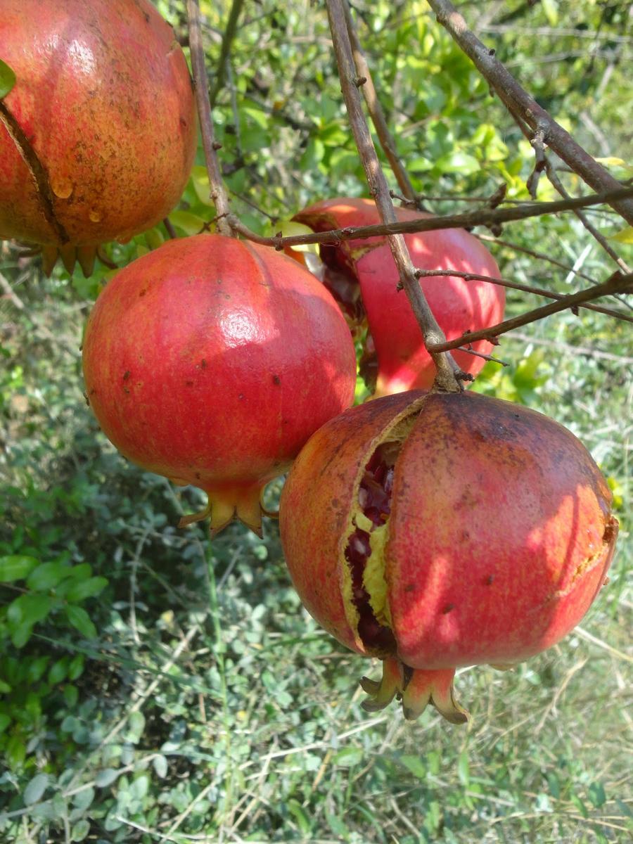 GRANADAS MADURAS EN EL ÁRBOL