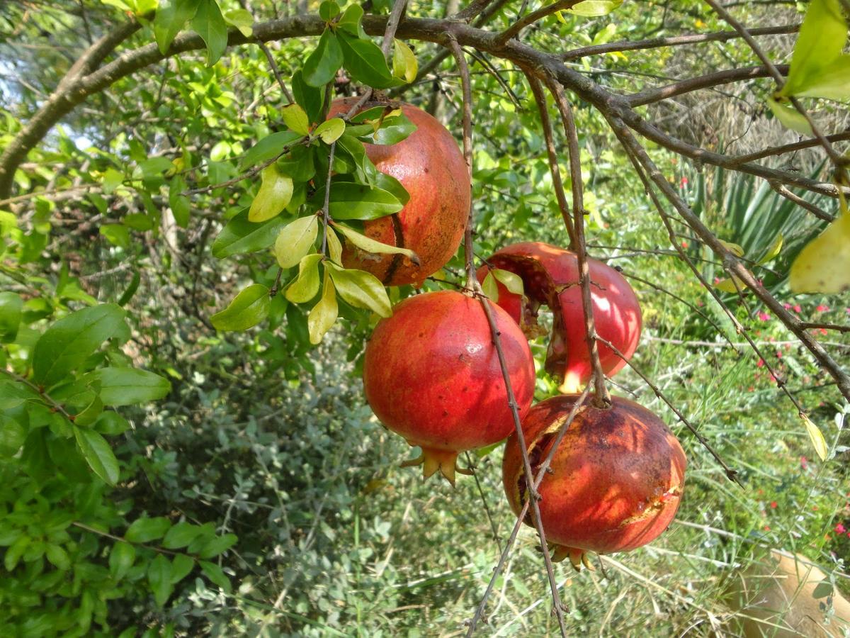 GRANADAS MADURAS EN EL ÁRBOL