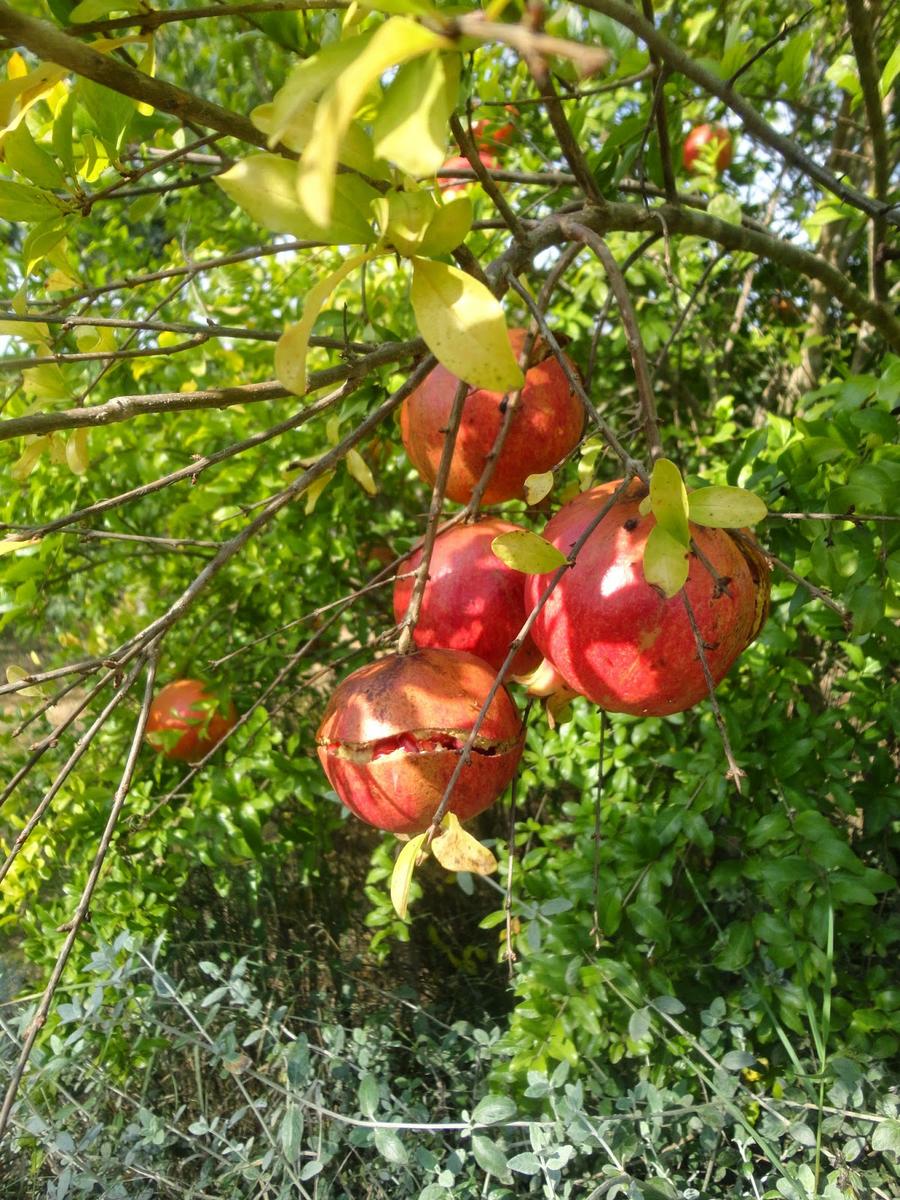GRANADAS MADURAS EN EL ÁRBOL